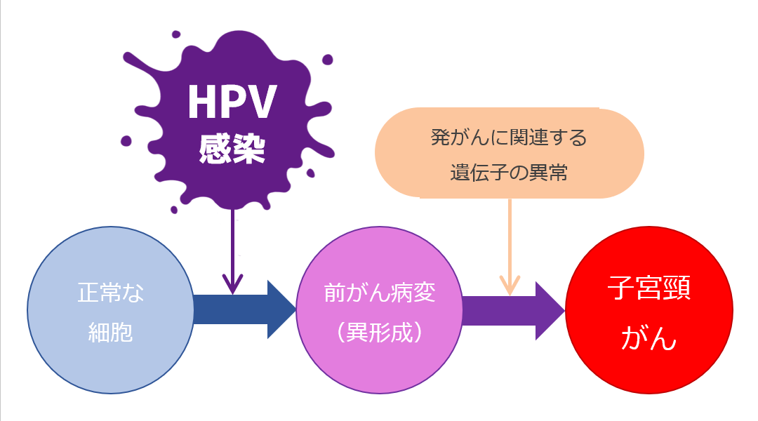子宮頸がんの原因と危険因子